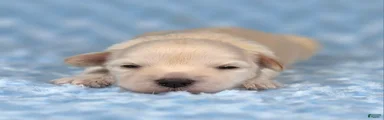 Biscuit