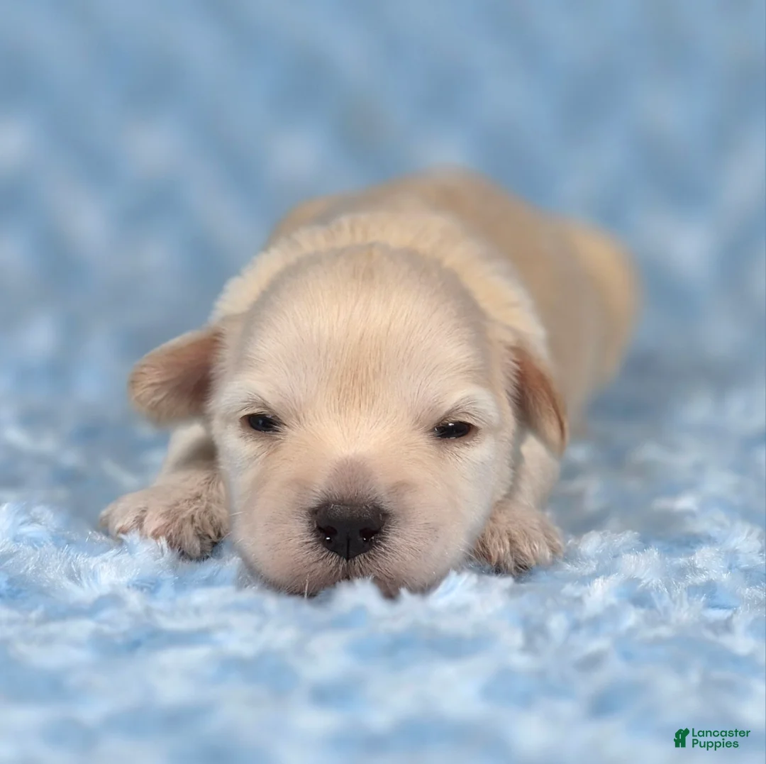 Miniature Schnauzer dogs for sale: Biscuit - Ad 1