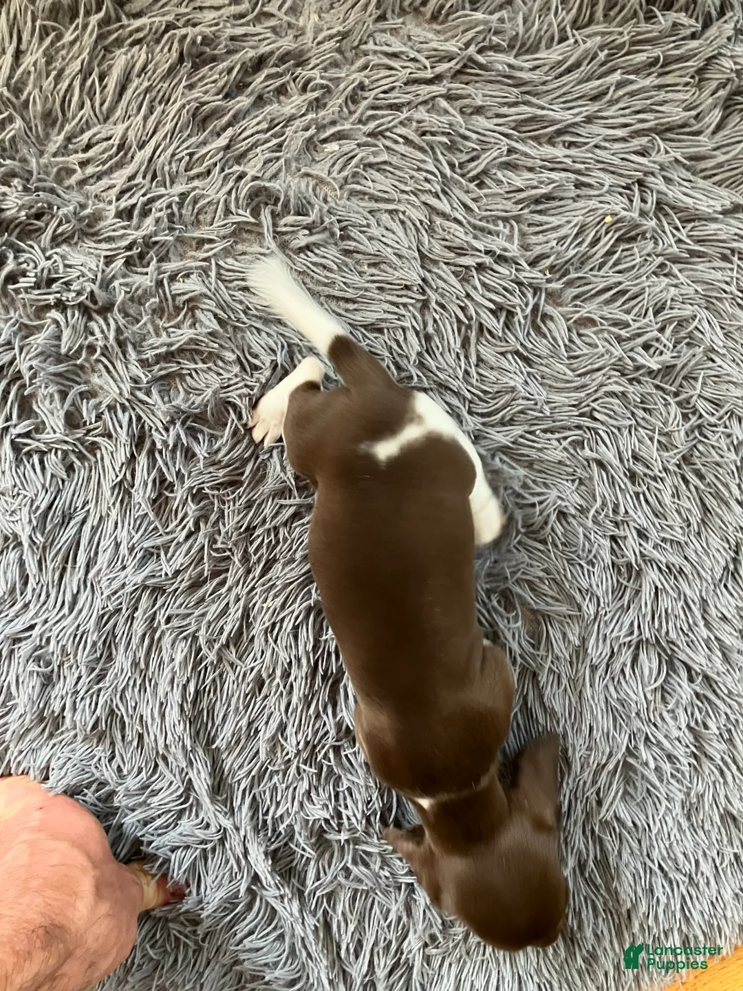 Miniature Dachshund dogs for sale: Akc Rhonda - Ad 2