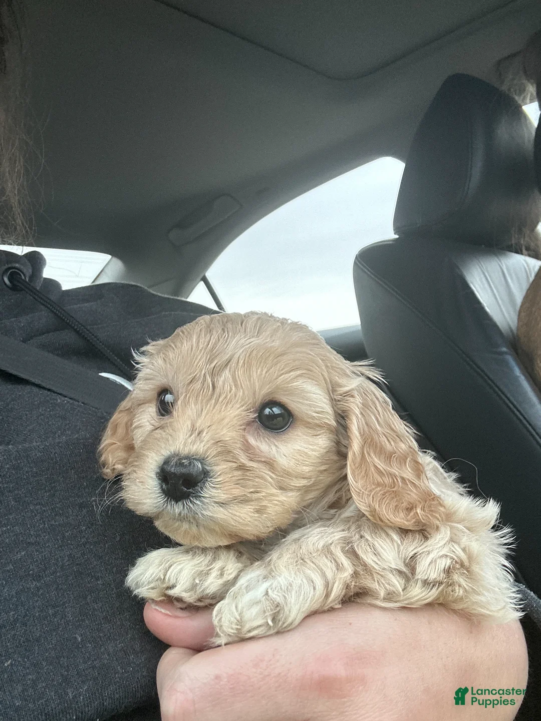 Cavapoo dogs for sale: Sadie - Ad 2