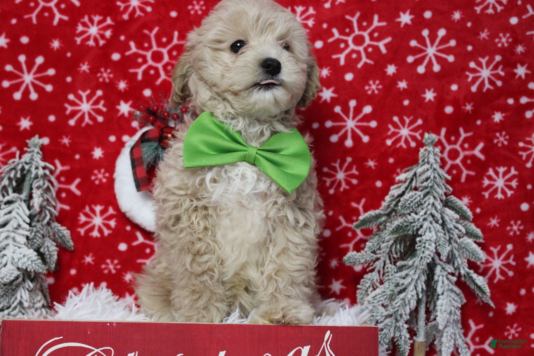 Havapoo dogs for sale: Waltz - Ad 10