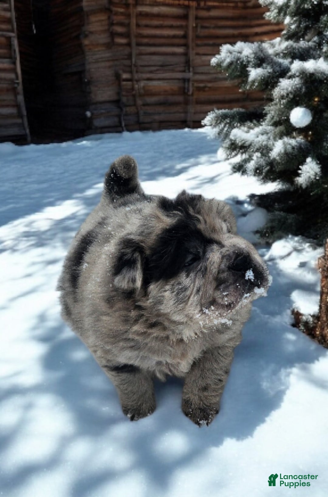 Shar Pei dogs for sale: Marla merle mini bear  - Ad 7