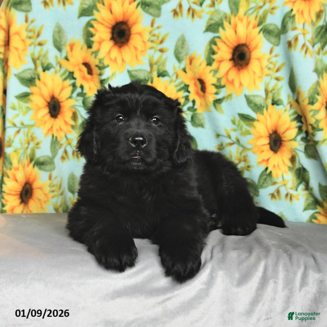 Newfoundland dogs for sale: Skittles - Ad 4