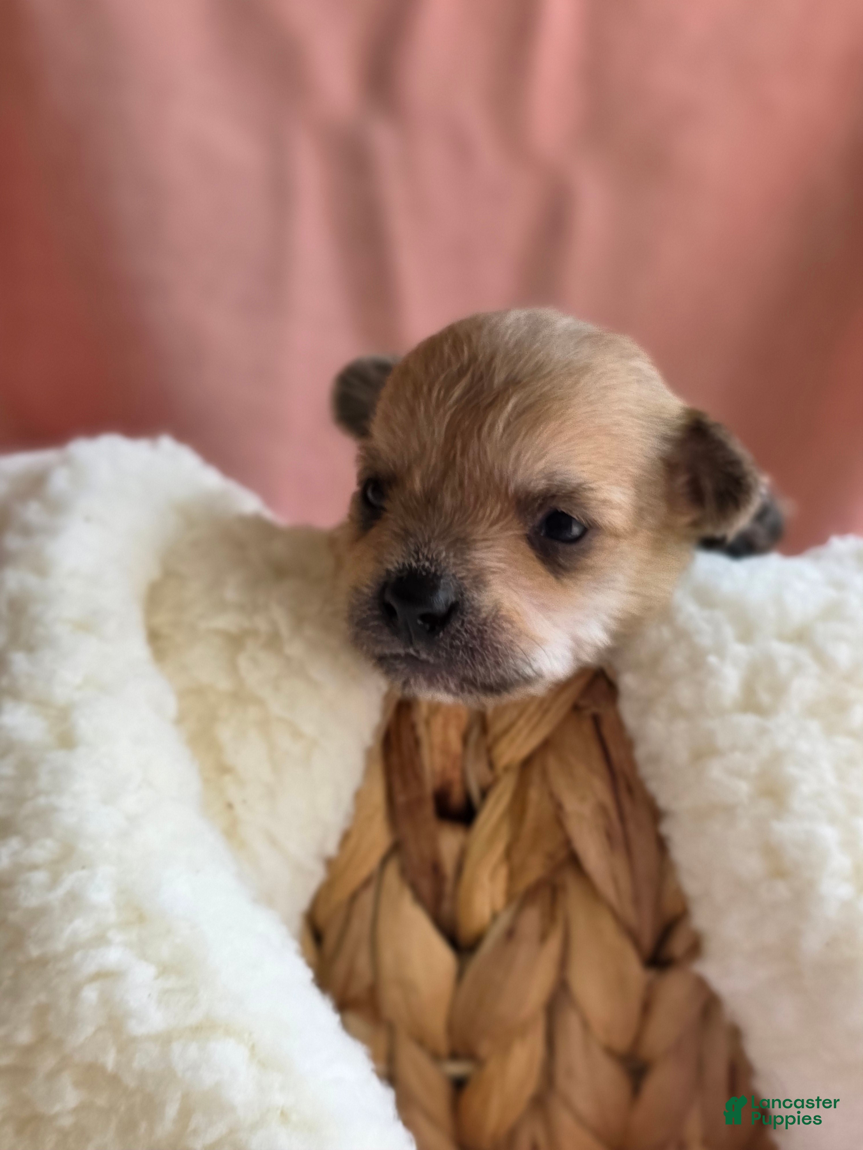 Mixed Breed dogs Button - Ad 2