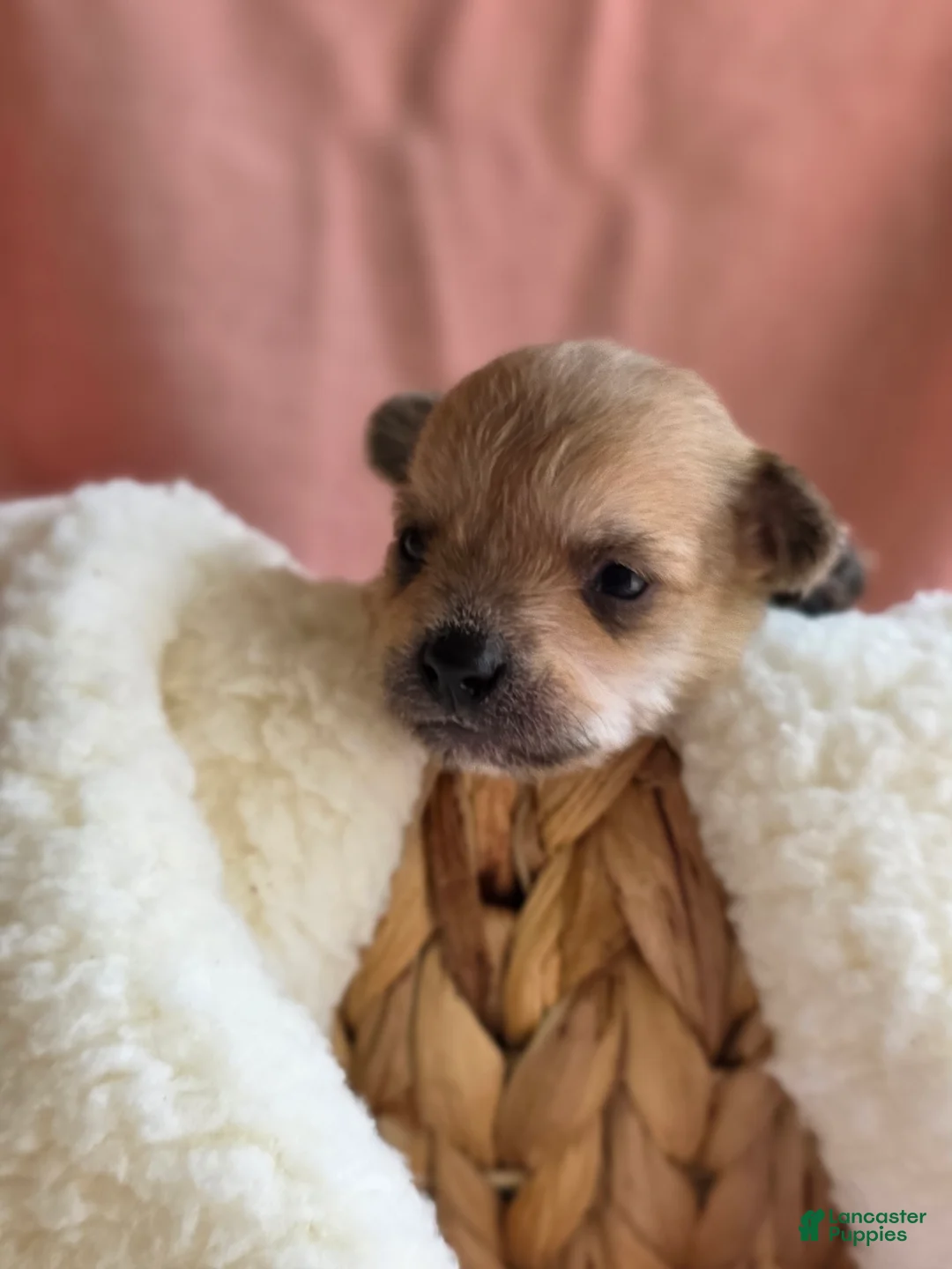 Mixed Breed dogs for sale: Button - Ad 2