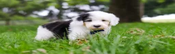 Sheepadoodle dogs for sale: Thomas - Ad 7