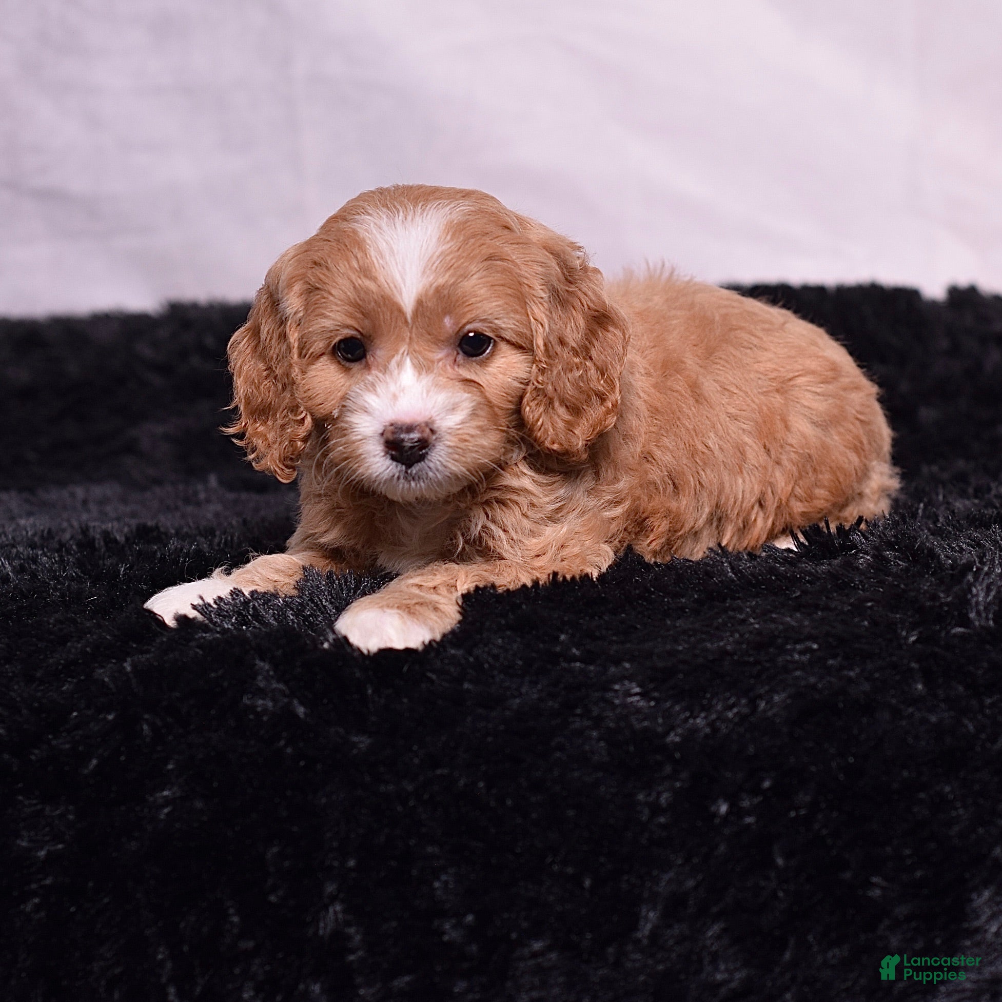 Cavapoo dogs Wren - Ad 1
