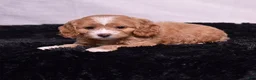 Cavapoo dogs for sale: Wren - Ad 2