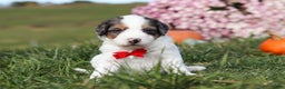 Mini Bernedoodle dogs for sale: Charlie - Ad 2