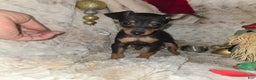 Miniature Pinscher dogs for sale: Reese  - Ad 5
