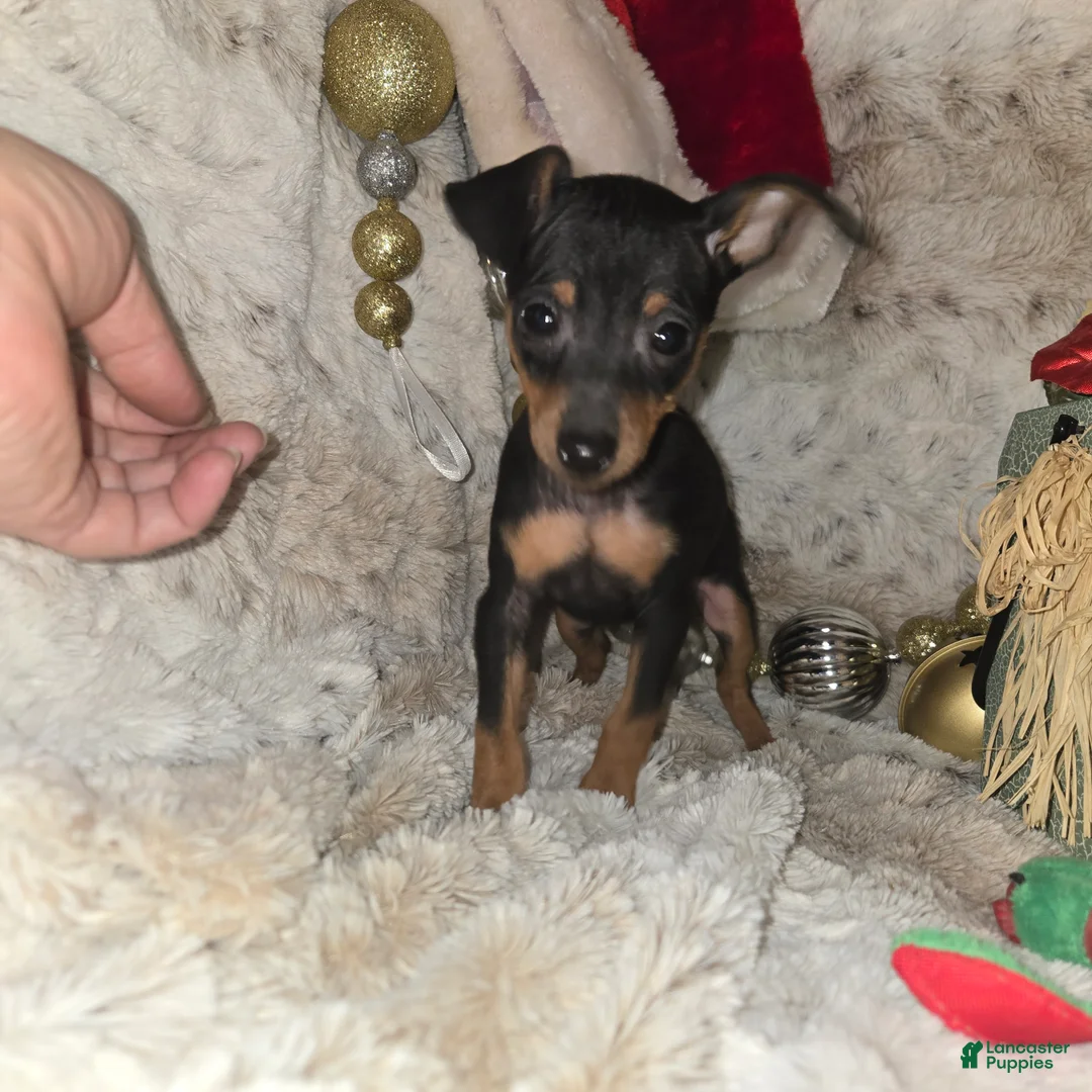 Miniature Pinscher dogs for sale: Reese  - Ad 5