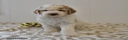 Mini Goldendoodle dogs for sale: Buster - Ad 5