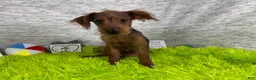 Yorkiepoo dogs for sale: Yorkiepoo 1 - Ad 9