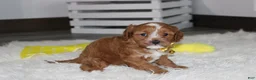 Cockapoo dogs for sale: Freddy  - Ad 4