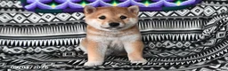 Shiba Inu dogs for sale: Salina - Ad 1
