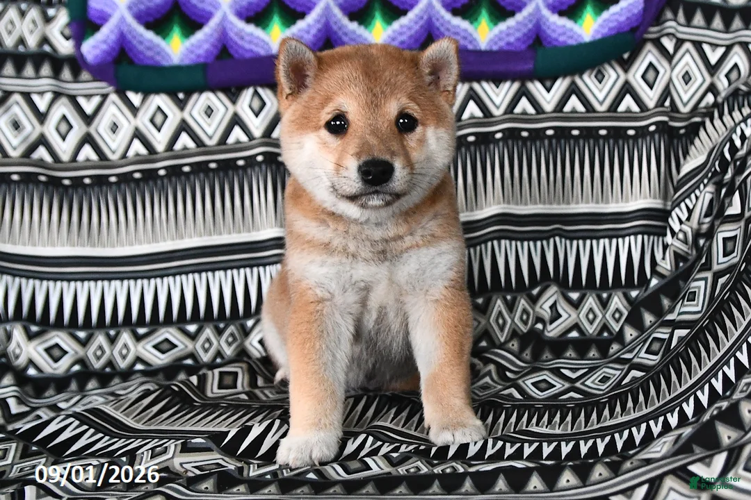 Shiba Inu dogs for sale: Salina - Ad 1