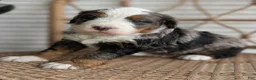 Bernedoodle dogs for sale: Shane - Ad 3