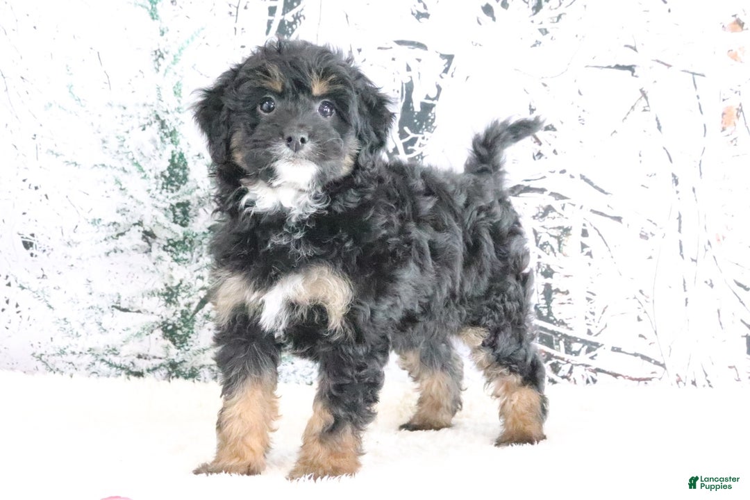 Mini Bernedoodle dogs for sale: Roxy - Ad 2