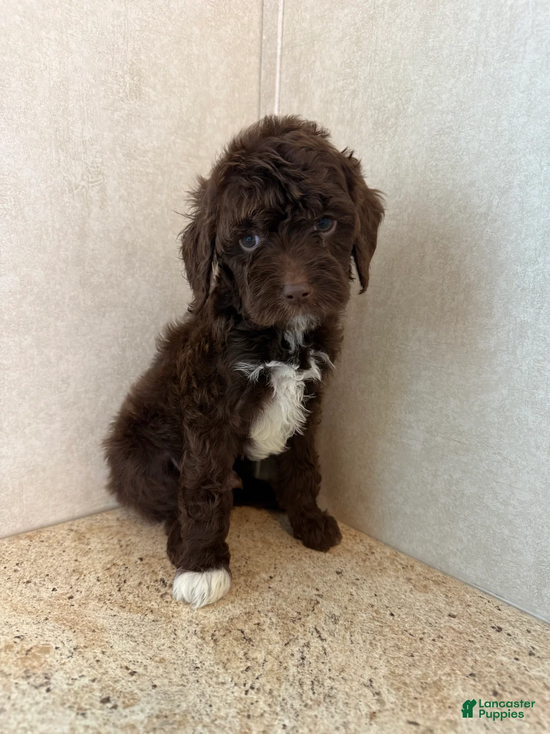 Mini Goldendoodle dogs for sale: Cosmic - Ad 2
