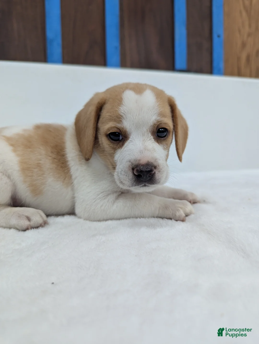Beagle dogs for sale: Rumbles - Ad 2