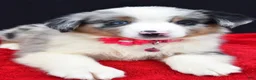 Miniature Australian Shepherd dogs for sale: Ozzy  - Ad 7