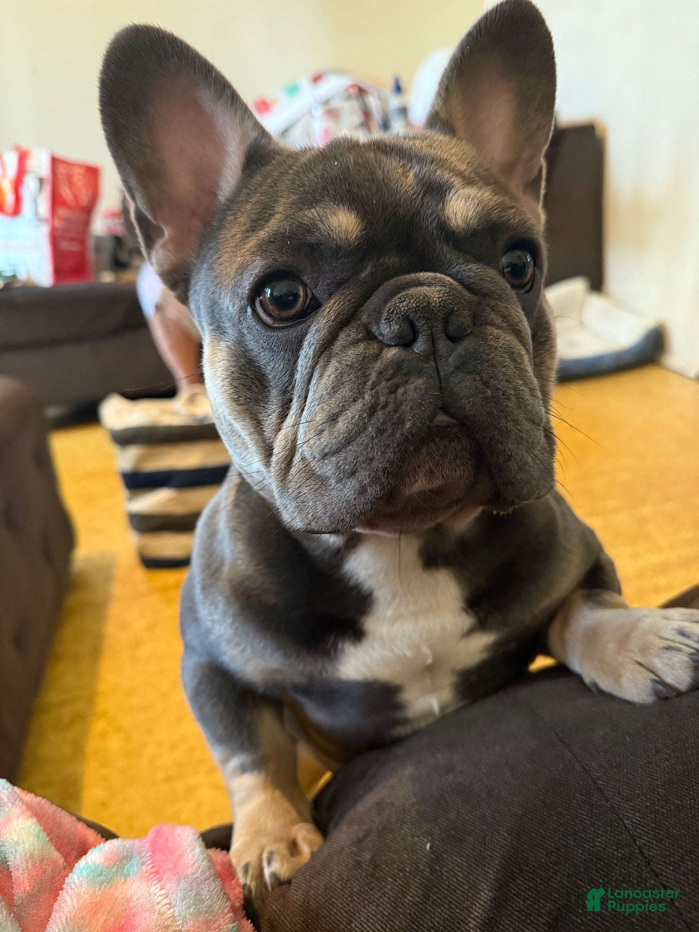 French Bulldog dogs Currency aka Smushy Stud Services  - Ad 2