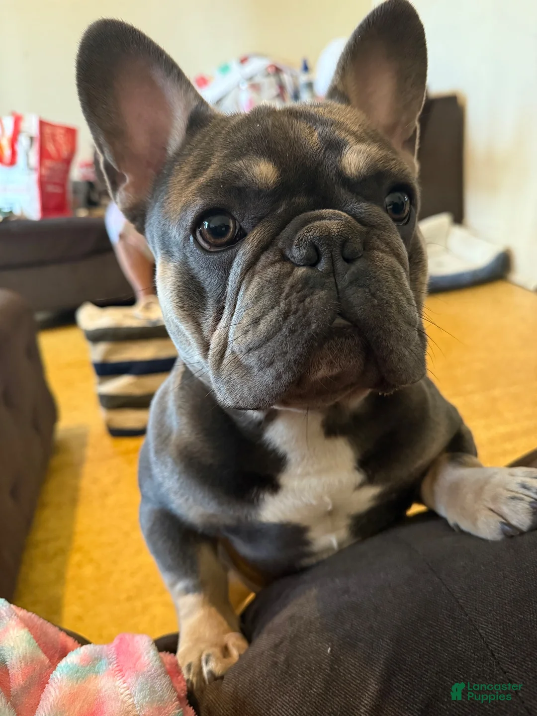 French Bulldog dogs for stud: Currency aka Smushy Stud Services  - Ad 2