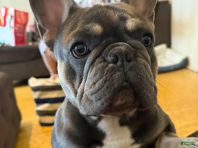 French Bulldog dogs for stud: Currency aka Smushy Stud Services - Ad 2