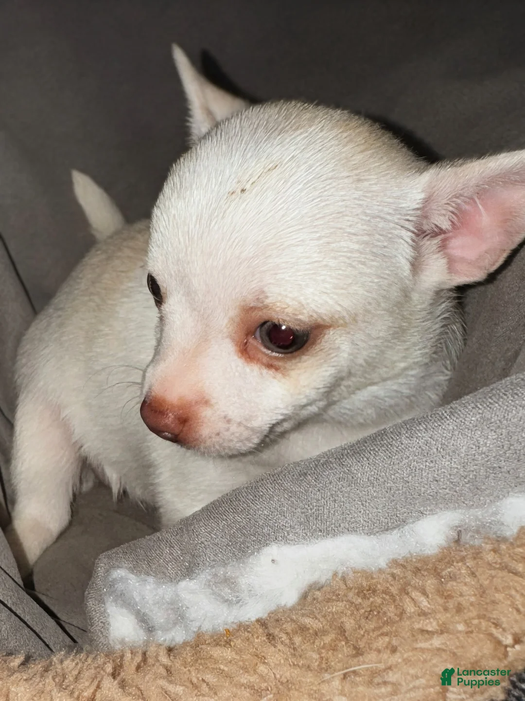 Chihuahua dogs for sale: Sassy - Ad 2