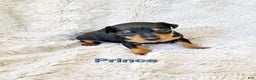 Miniature Pinscher dogs for sale: Prince  - Ad 1