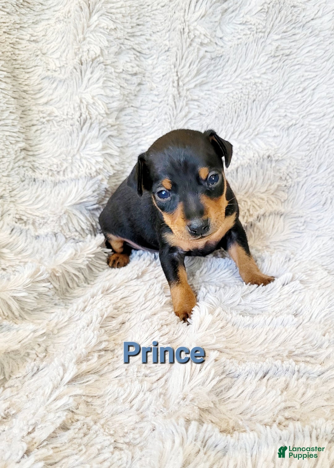 Miniature Pinscher dogs for sale: Prince  - Ad 1