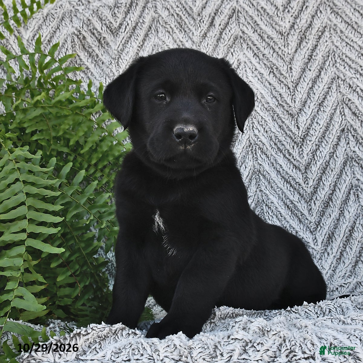 Labrador Retriever dogs for sale: Tucker  - Ad 1