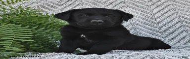 Tucker 