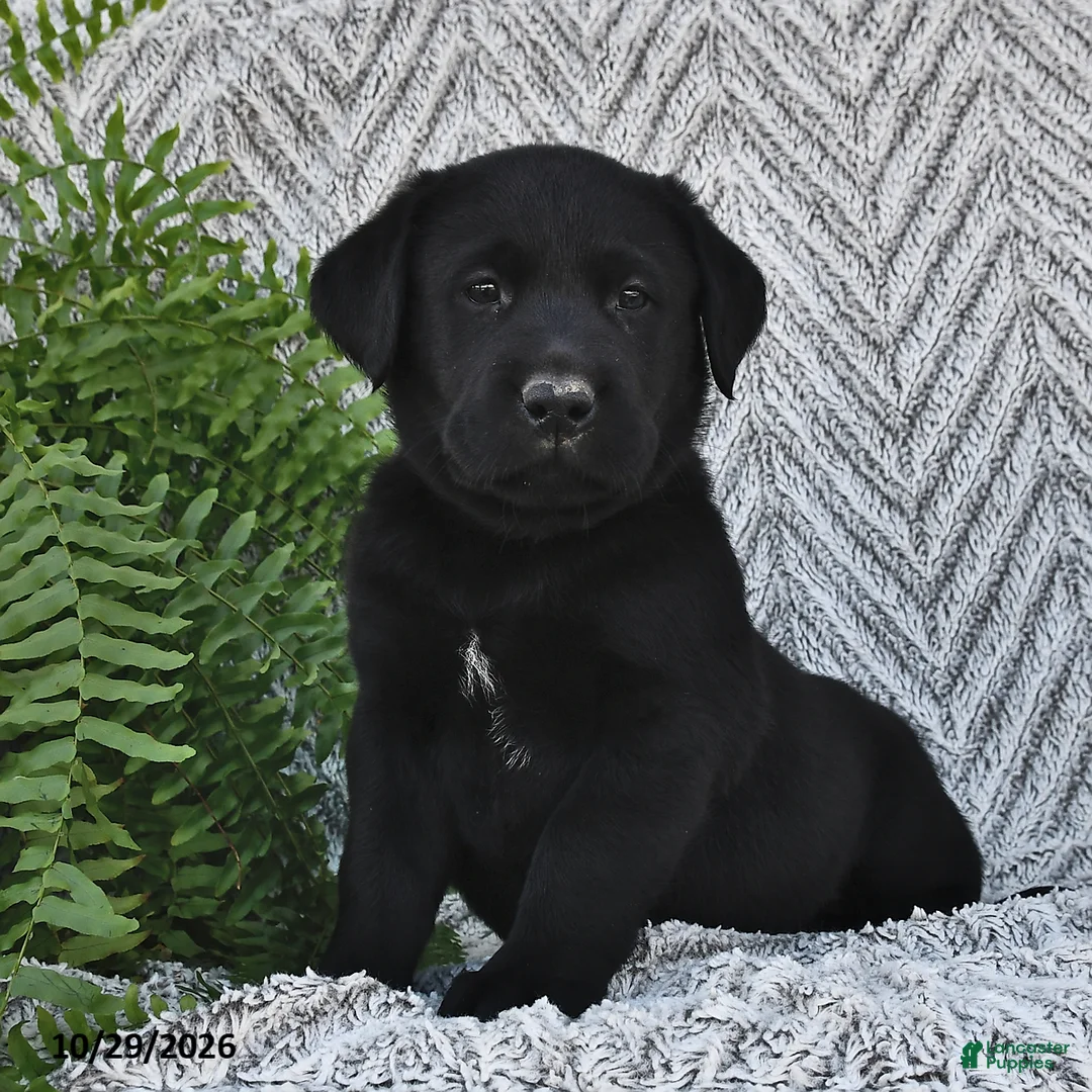 Labrador Retriever dogs for sale: Tucker  - Ad 1
