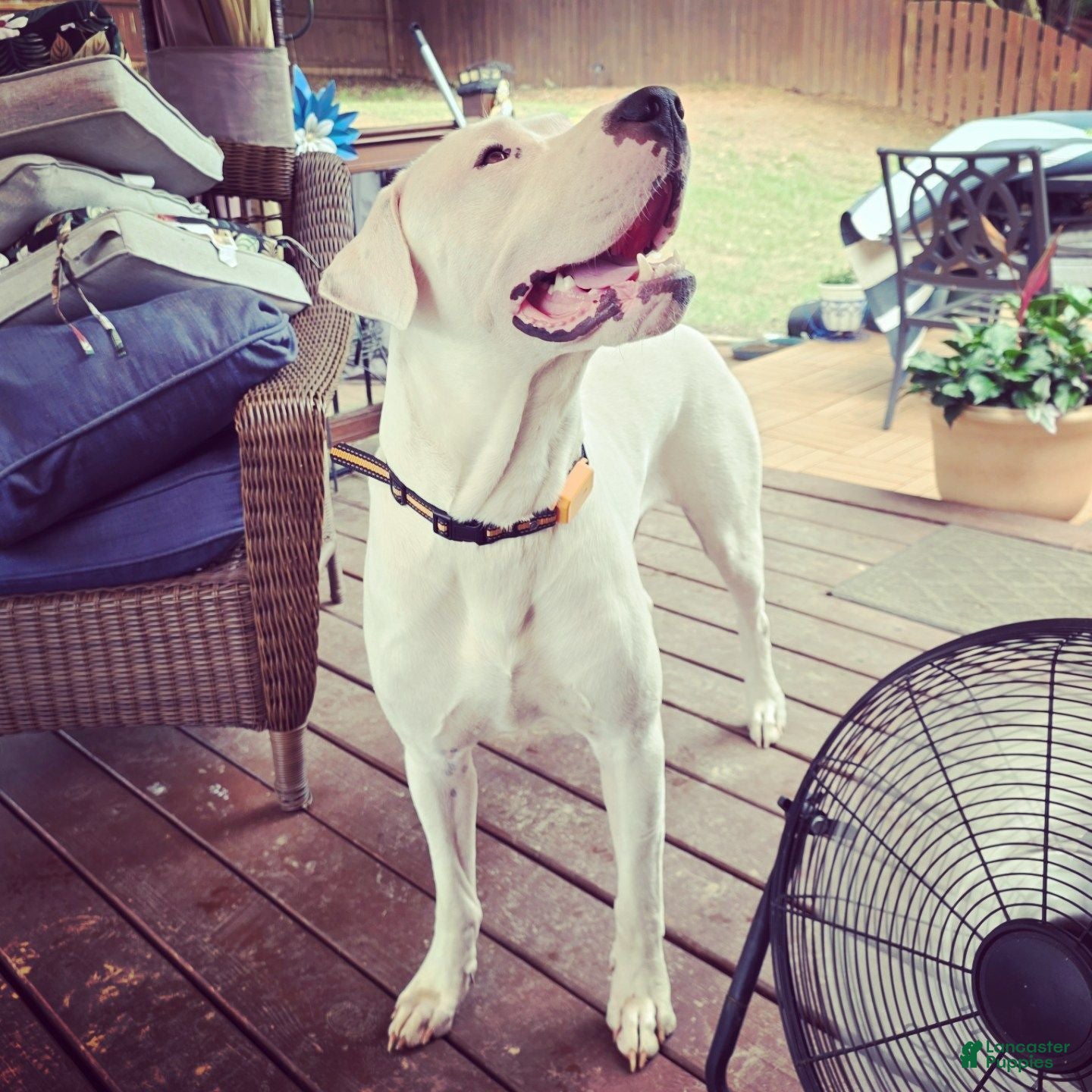 Dogo Argentino dogs FOR STUD SERVICES  - Ad 1