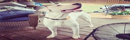 Dogo Argentino dogs for stud: FOR STUD SERVICES  - Ad 1