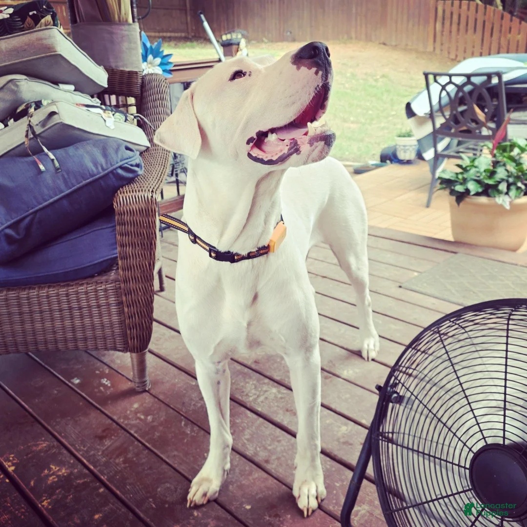 Dogo Argentino dogs for stud: FOR STUD SERVICES  - Ad 1