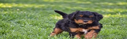 Mixed Breed dogs for sale: Samson - Mini Bernedoodle - Ad 3