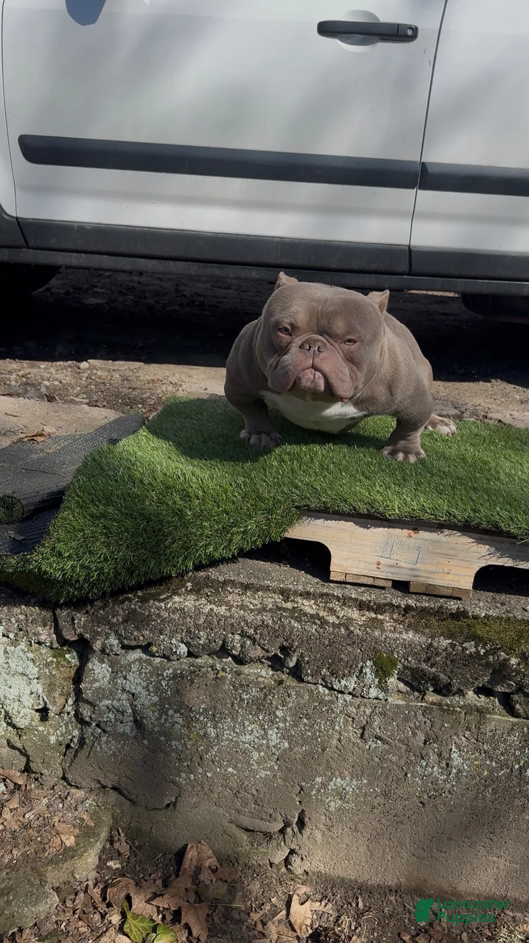 American Bully dogs for sale: American Bully Puppy 1 - Ad 4