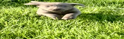 Labrador Retriever dogs for sale: Gauge - Ad 2