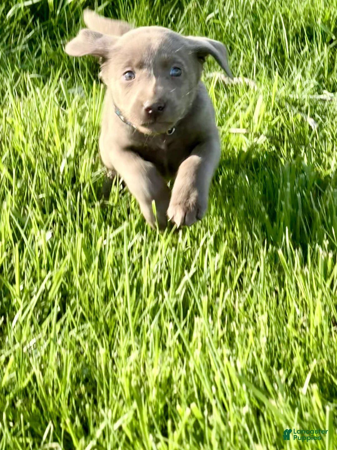 Labrador Retriever dogs for sale: Gauge - Ad 2