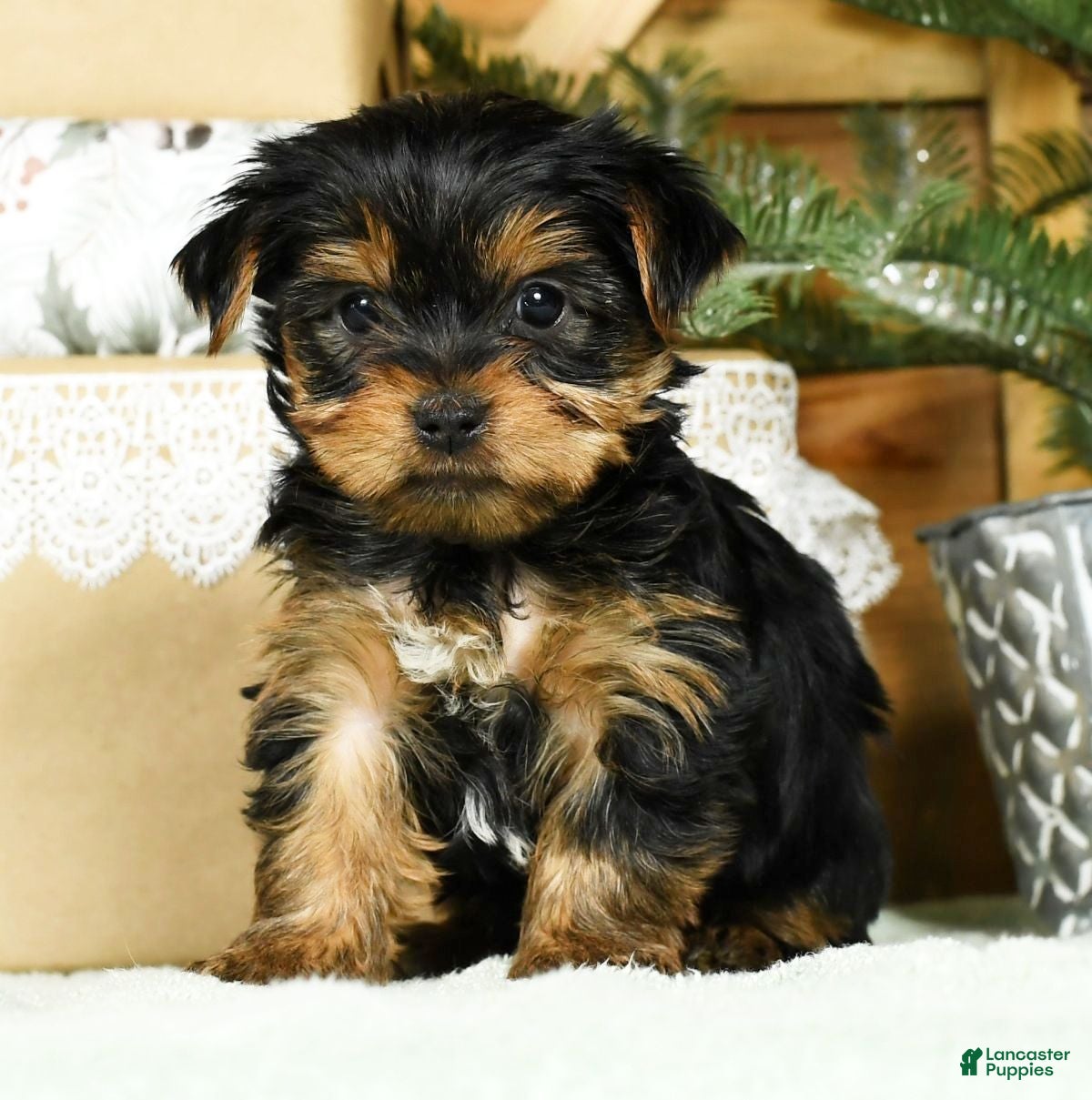 Yorkshire Terrier dogs Benny - Ad 40