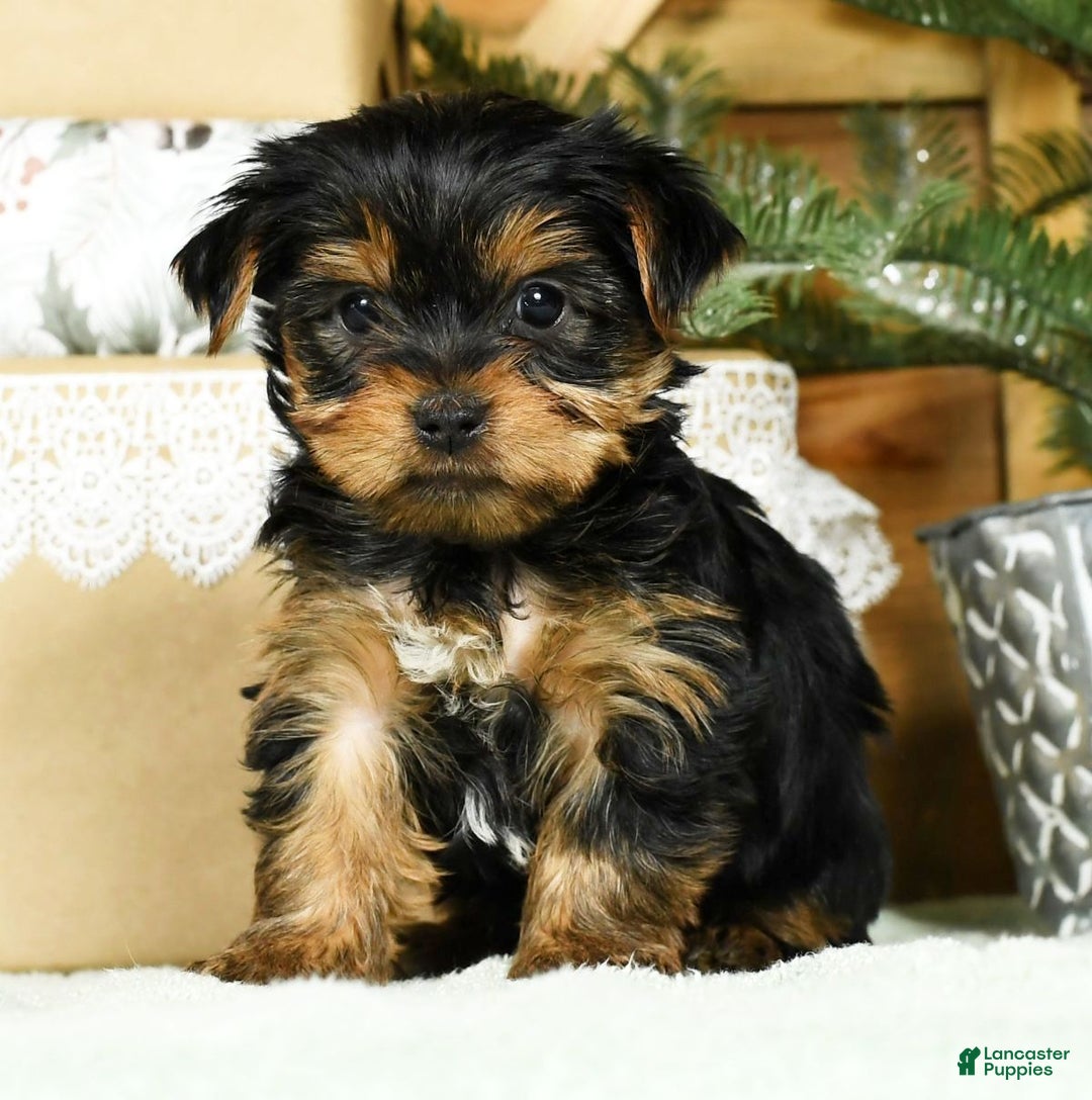 Yorkshire Terrier dogs for sale: Benny - Ad 1