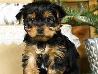 Yorkshire Terrier dogs - Ad 12