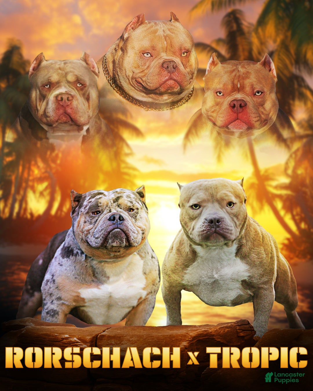 American Bully dogs for sale: Lilac Merle Micro Male  - Ad 8