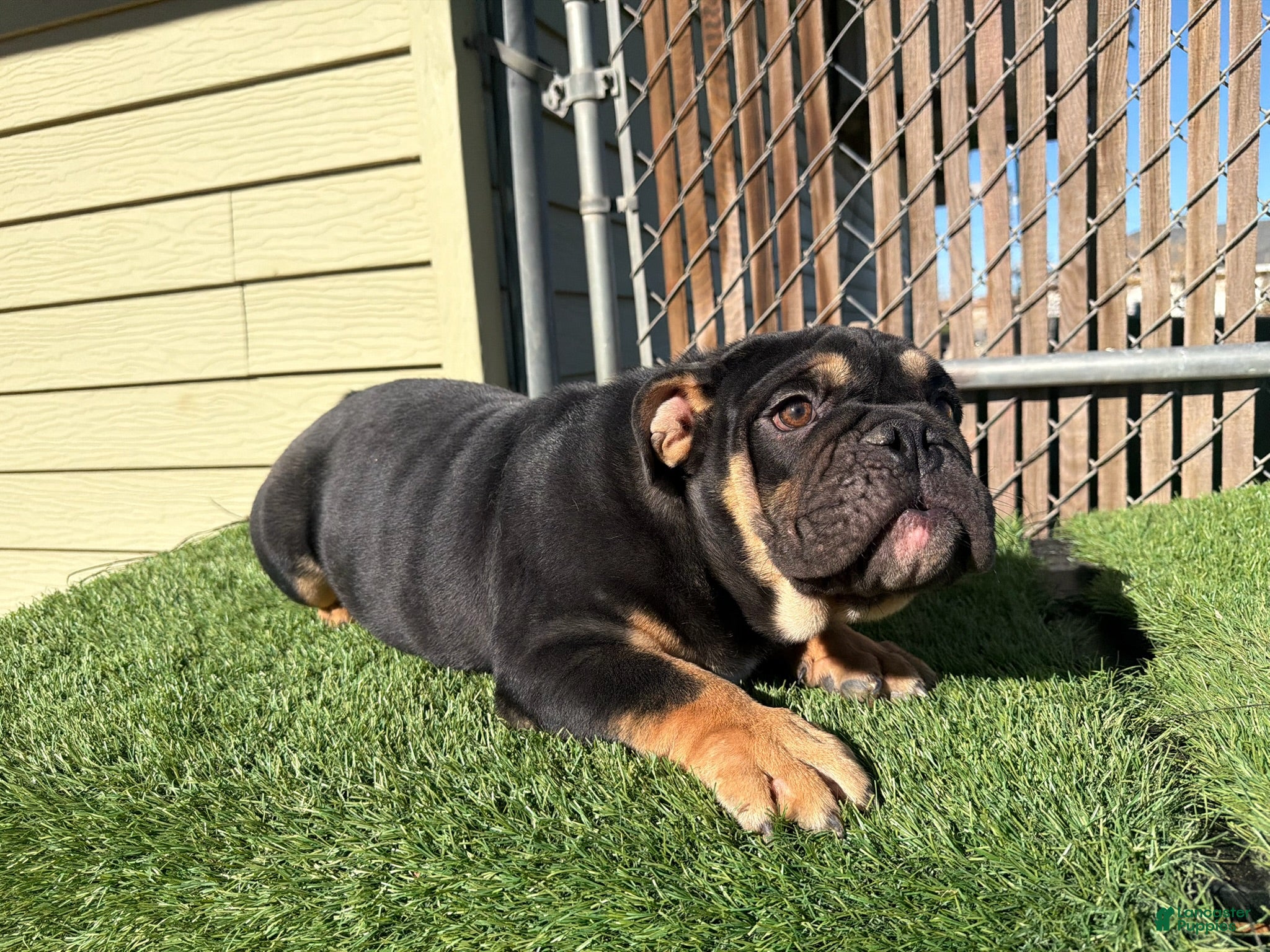 English Bulldog dogs KINGSTON – Black Tan Tri LOVERBOY - Ad 1