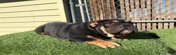 English Bulldog dogs for sale: KINGSTON – Black Tan Tri LOVERBOY - Ad 1