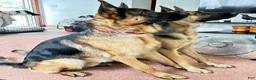 German Shepherd dogs for sale: White collar female  - Ad 3