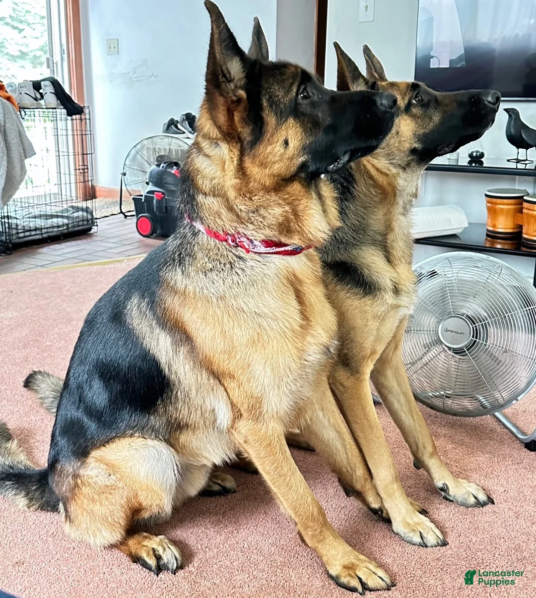 German Shepherd dogs for sale: White collar female  - Ad 3