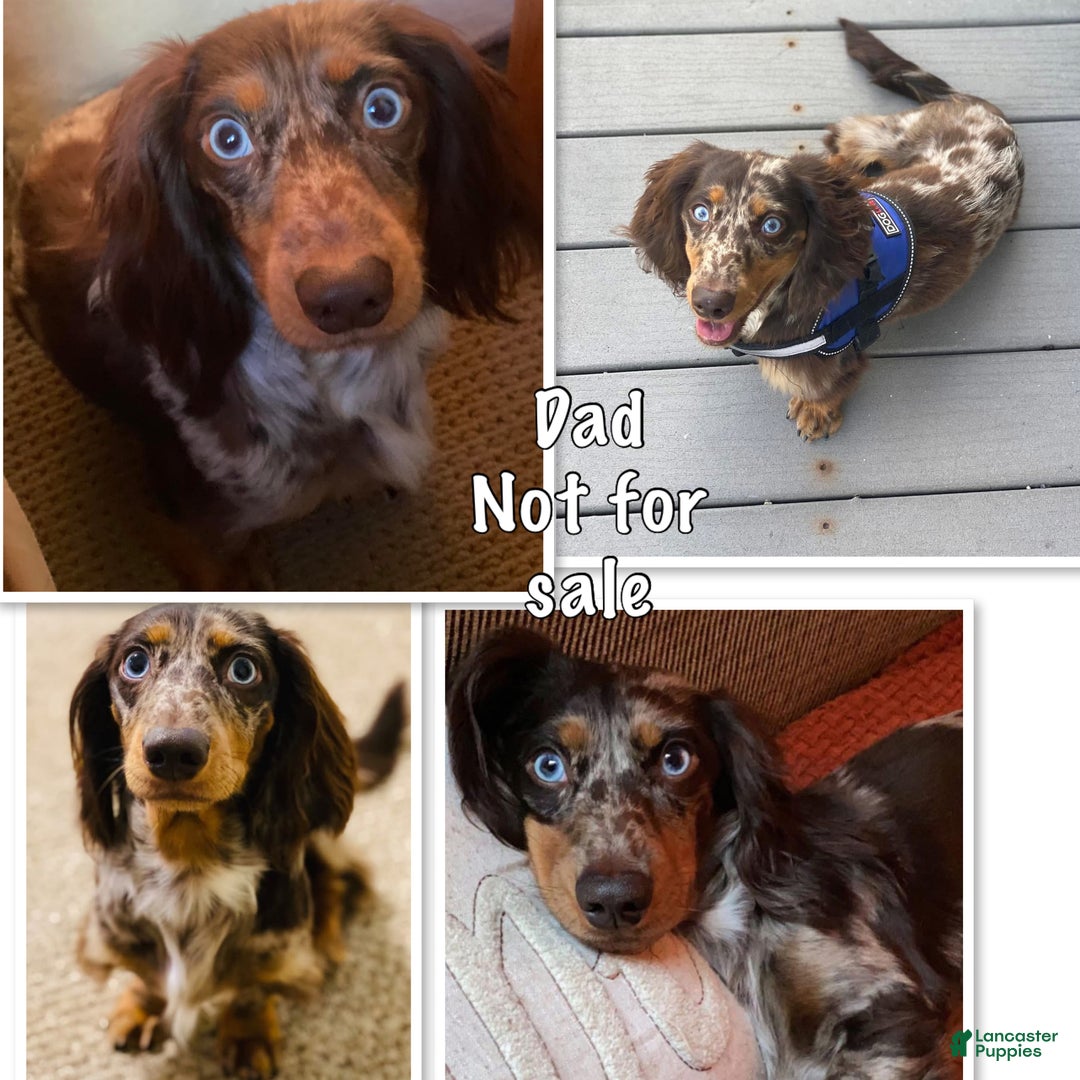 Miniature Dachshund dogs for sale: Miniature Dachshund Puppy 1 - Ad 9